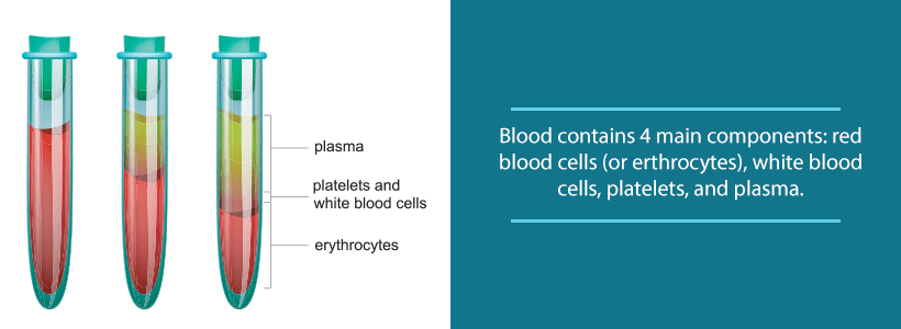 the 4 components of blood