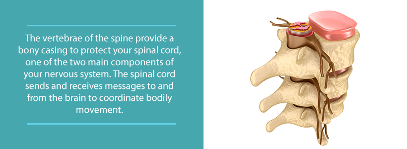 the anatomy of back pain: vertebrae, spinal nerves, discs, and spinal cord