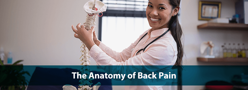 doctor with spine model - anatomy of back pain cover photo